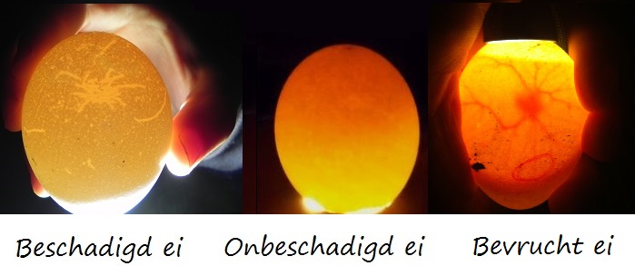 10 geheimen van topfokkers om je uitkomst% mee te verbeteren